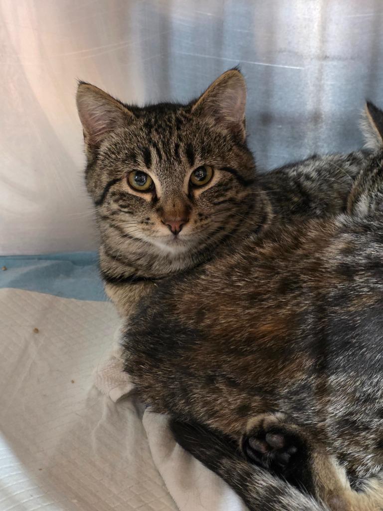 Doc, Adopted, Kitten Male Domestic Short Hair.