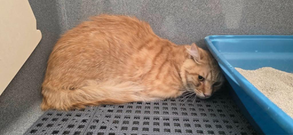 Karma, Adoptable, Young Male Domestic Medium Hair.