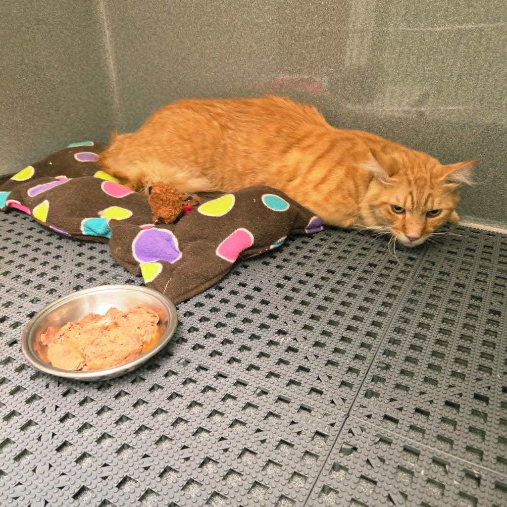 Karma, a Adoptable Domestic Medium Hair in California City, CA image 2/2