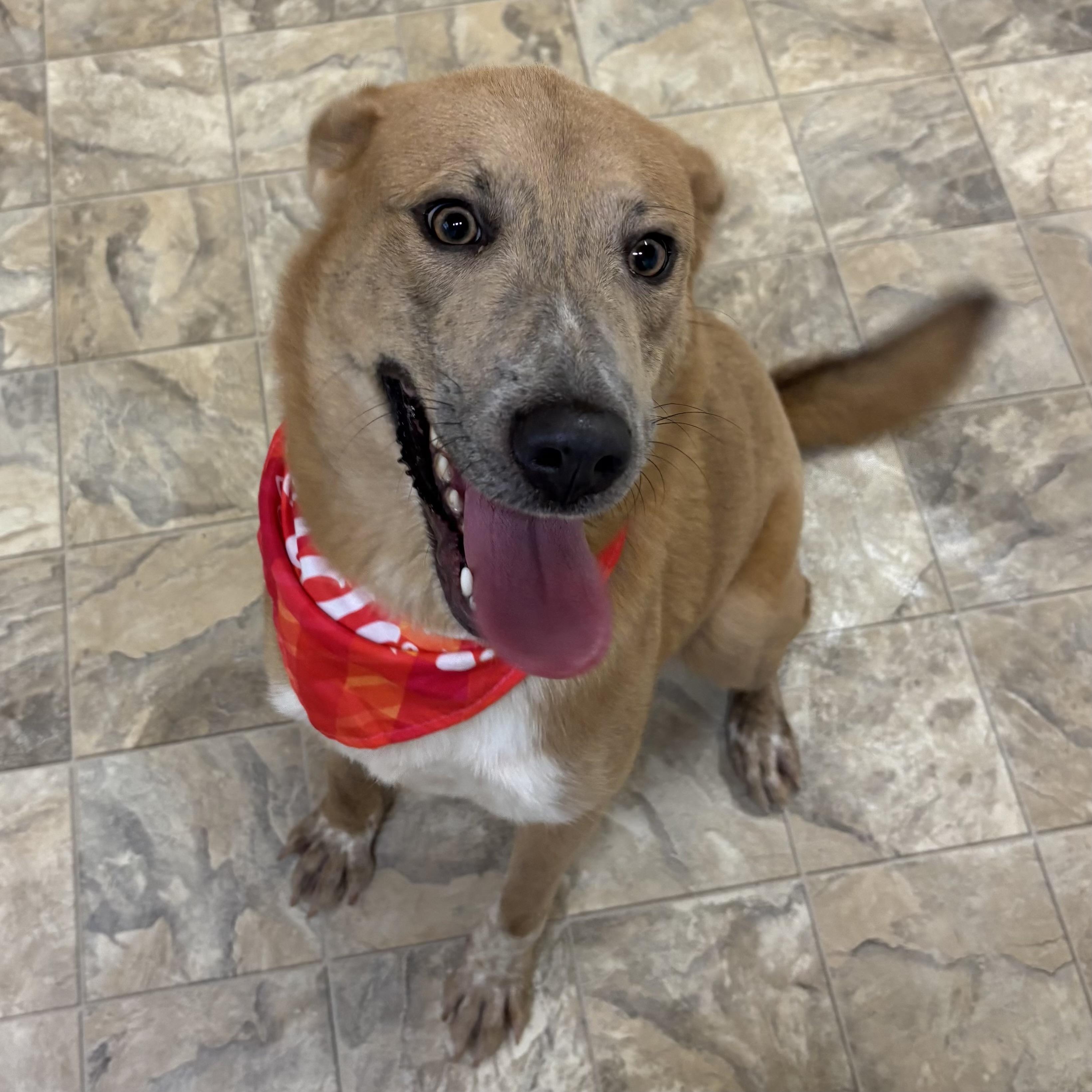 Enlarge JK Growling , a ADOPTABLE mixed breed in Pilot Point, TX image 2/2