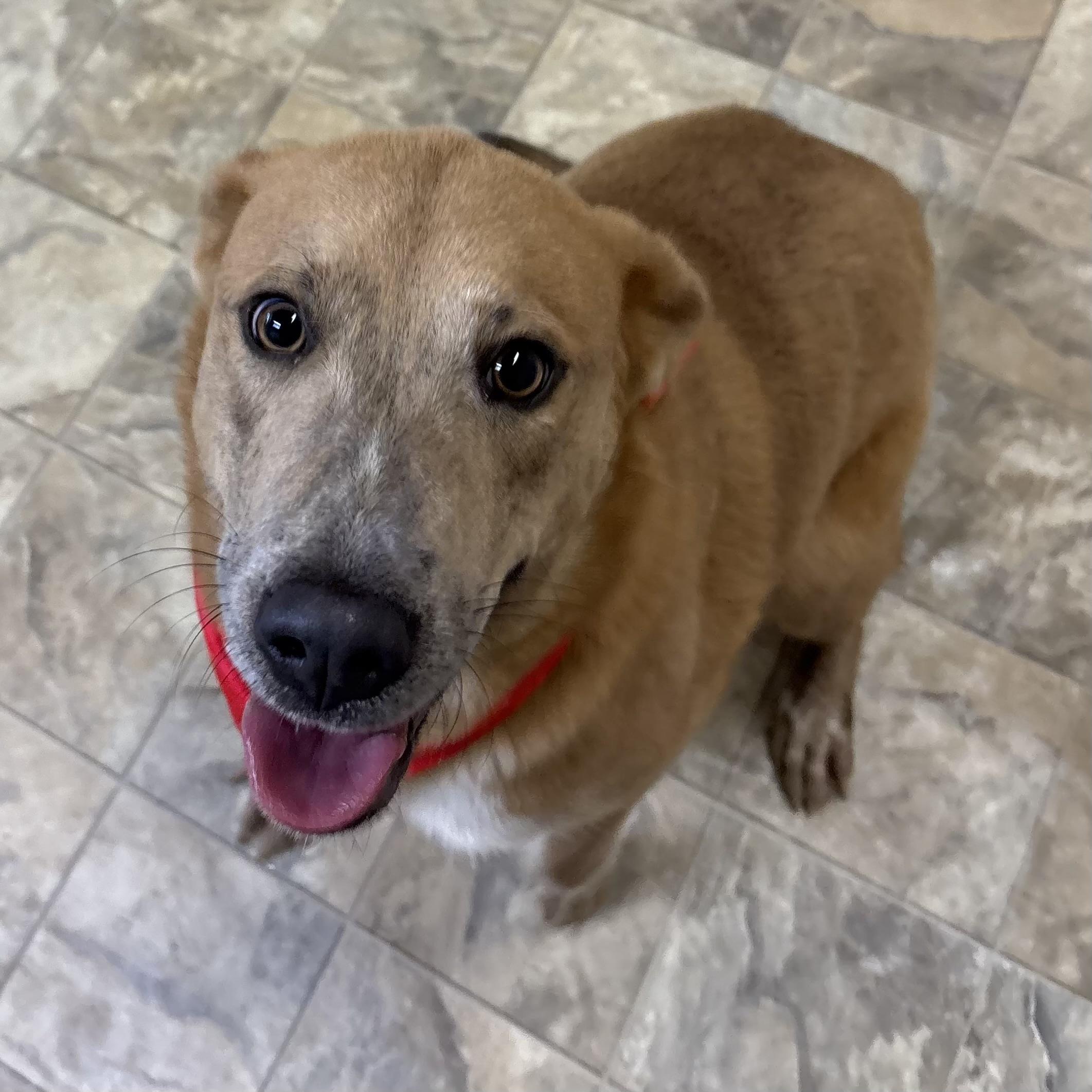 JK Growling , ADOPTABLE, Young Female Golden Retriever.