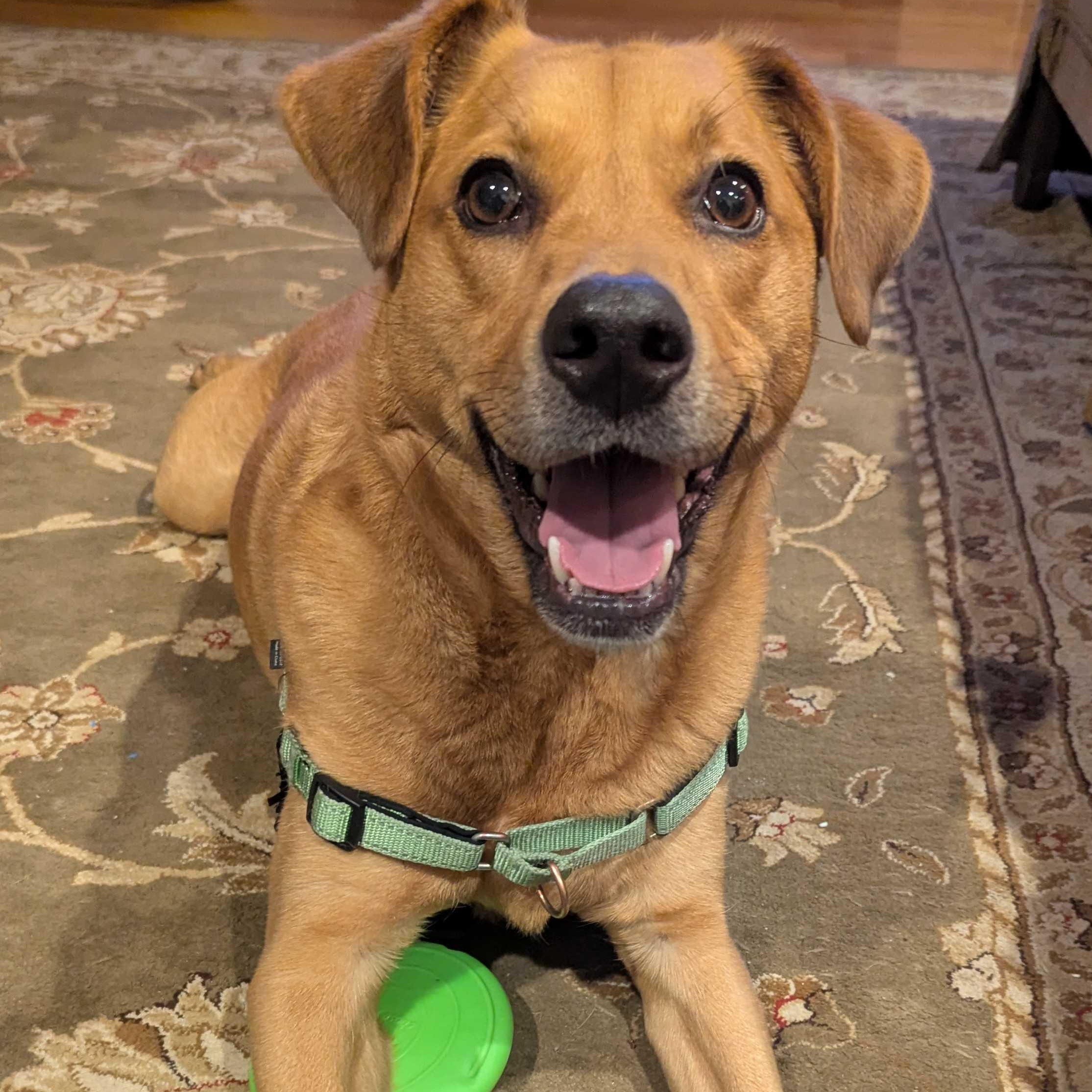 Enlarge Chester, a ADOPTABLE mixed breed in Uxbridge, MA image 1/4