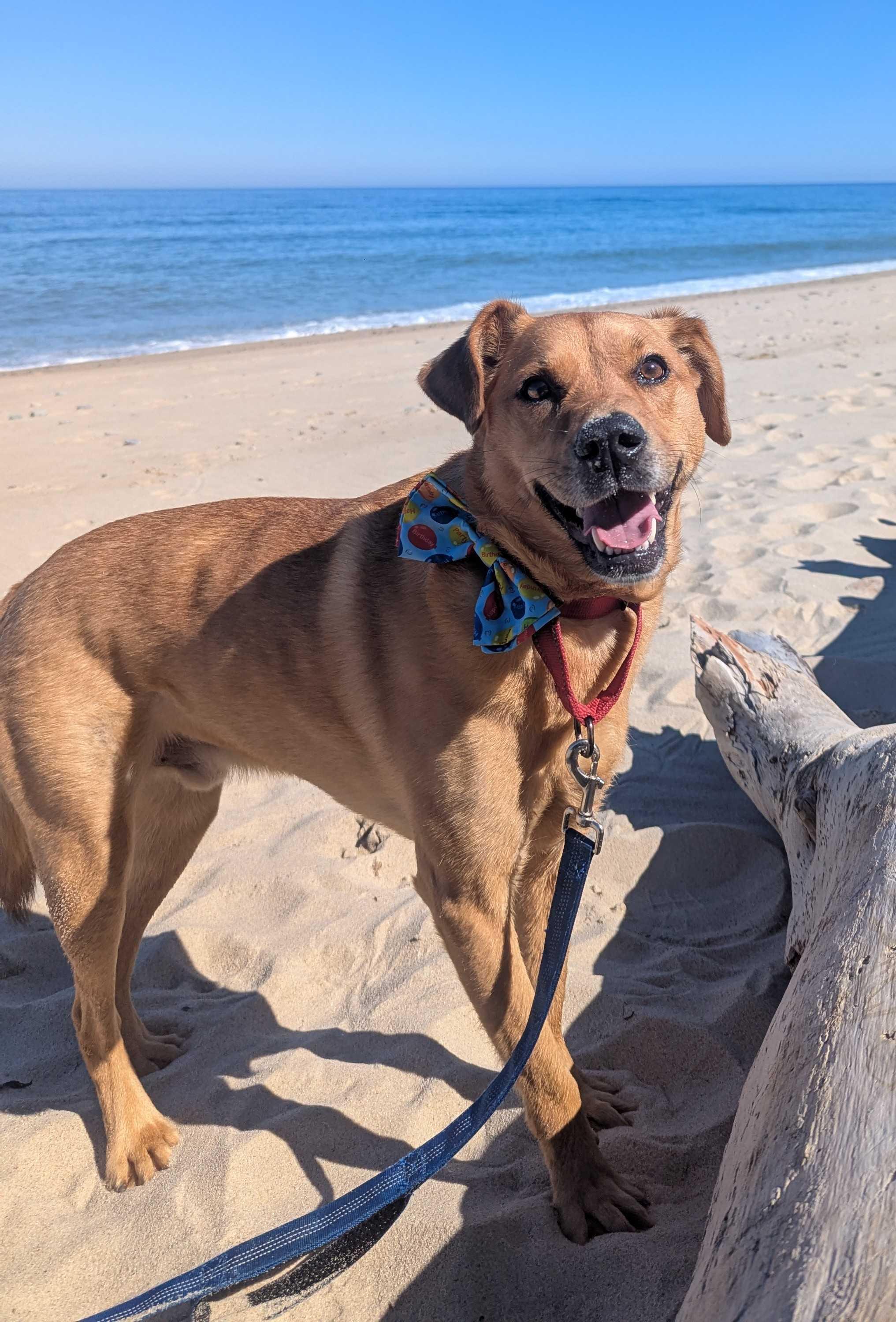 Chester, a ADOPTABLE mixed breed in Uxbridge, MA image 1/4