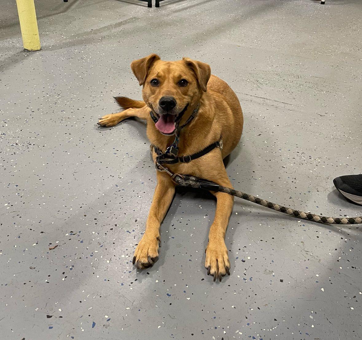 Enlarge Chester, a ADOPTABLE mixed breed in Uxbridge, MA image 2/2