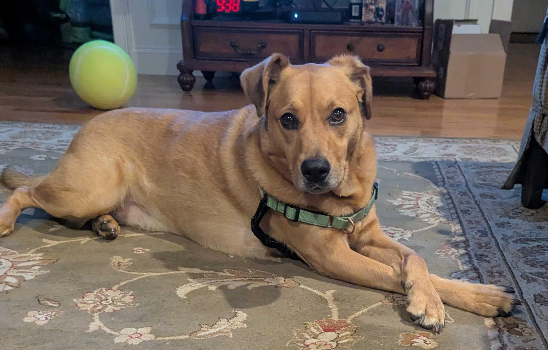 Enlarge Chester, a ADOPTABLE mixed breed in Uxbridge, MA image 2/4