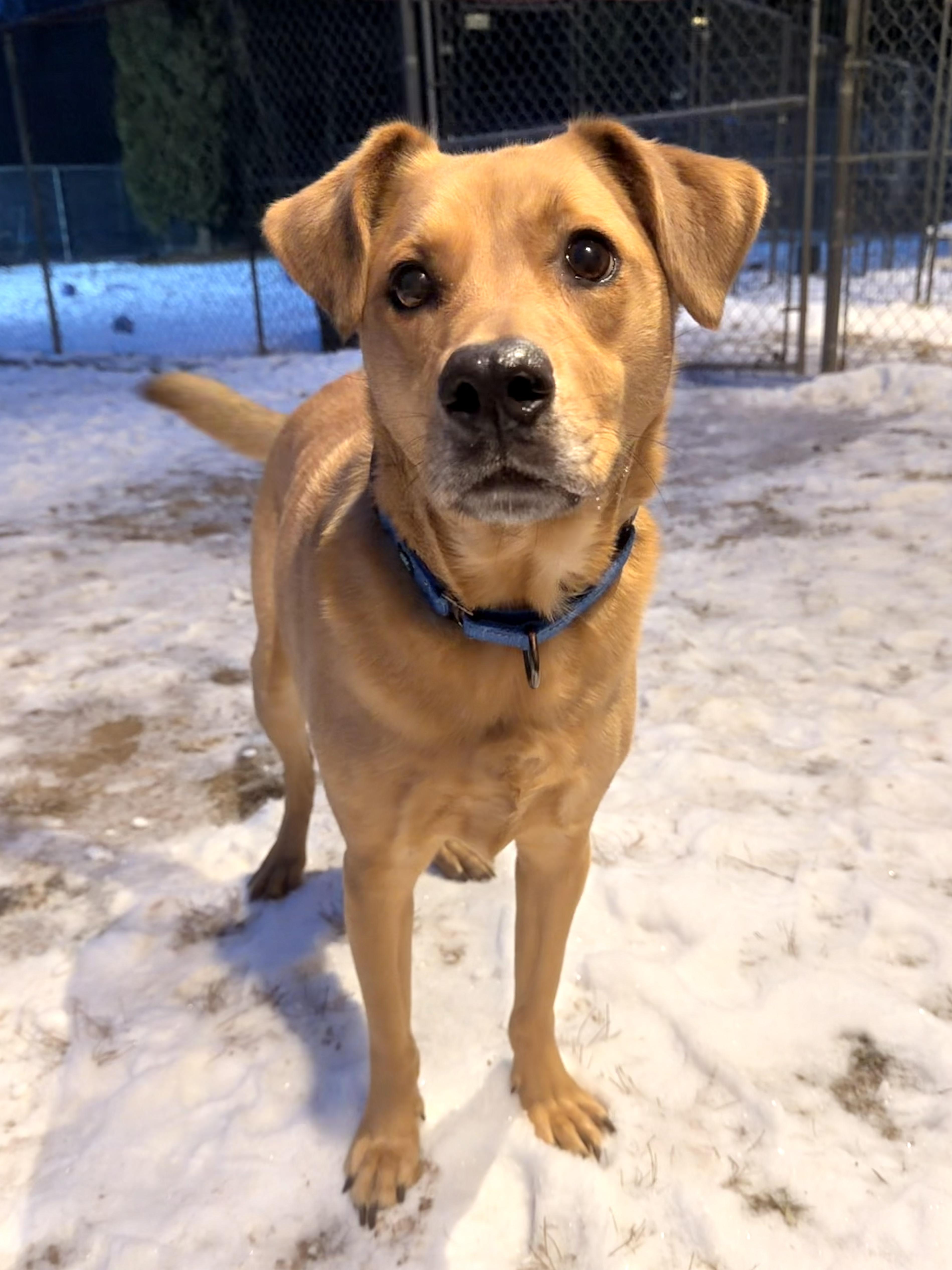 Enlarge Chester, a ADOPTABLE mixed breed in Uxbridge, MA image 1/2