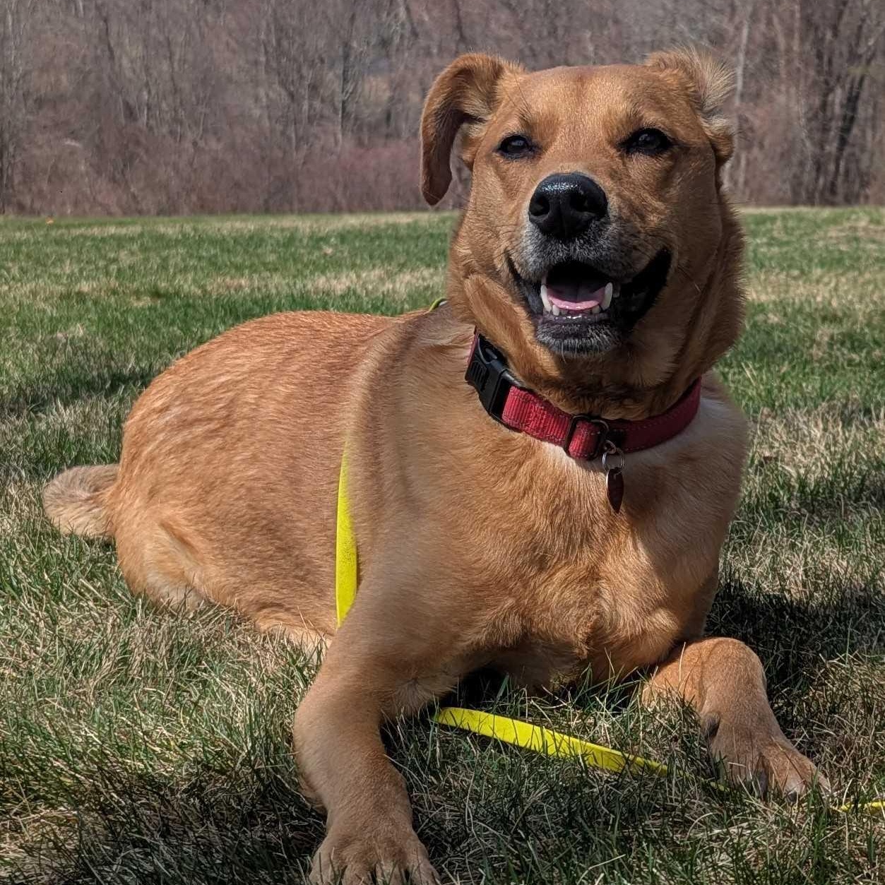 Chester, ADOPTABLE, Adult Male Retriever & Cattle Dog.