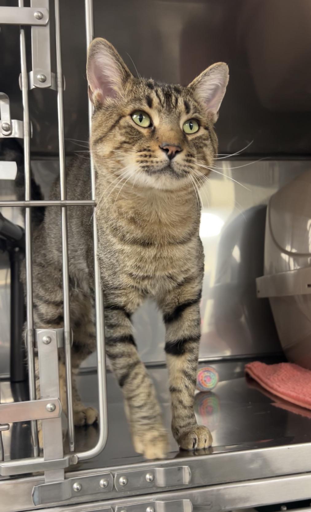 Tigre, Adoptable, Young Male Domestic Short Hair.