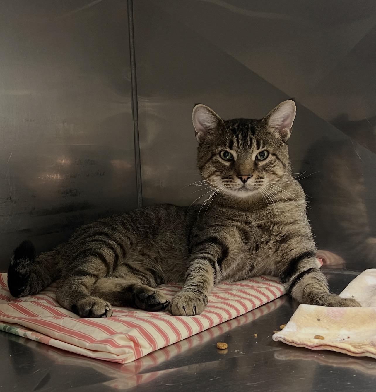 Enlarge Tigre, a Adoptable Domestic Short Hair in Montville, NJ image 2/2