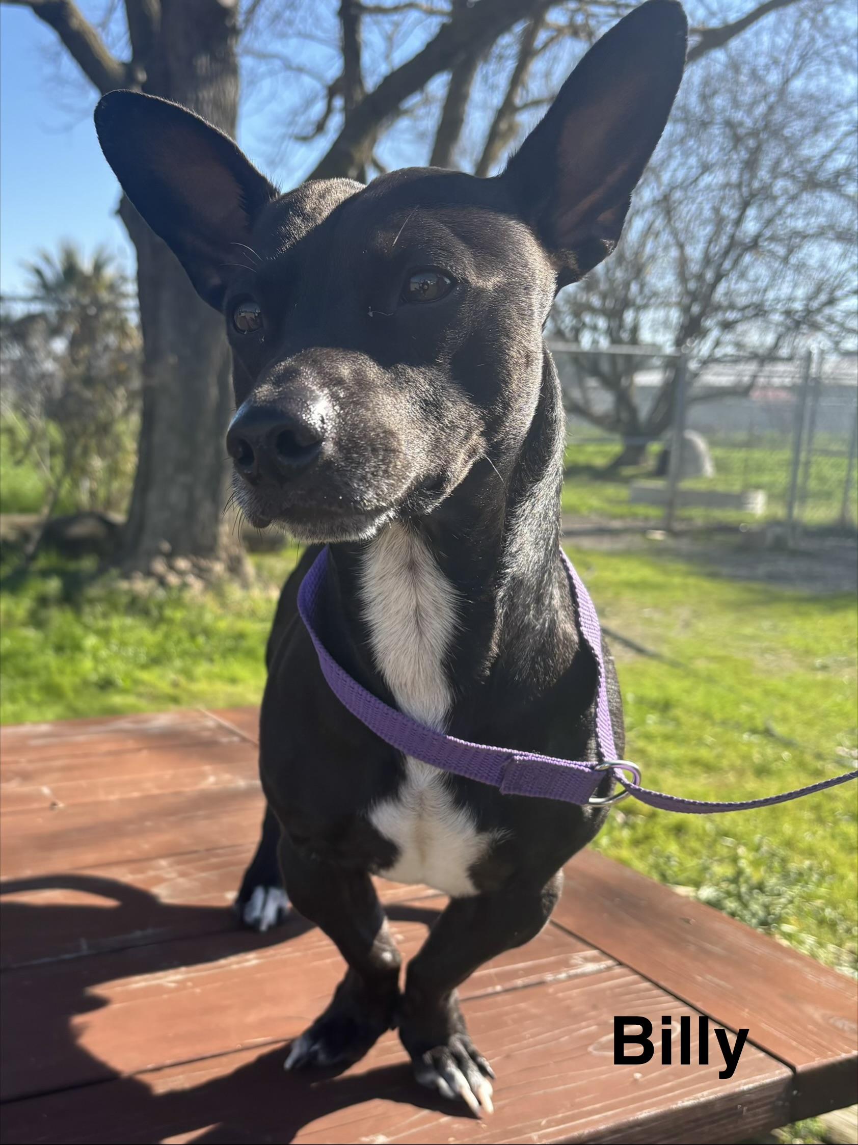Billy, adopted, Young Male Dachshund & Basset Hound.