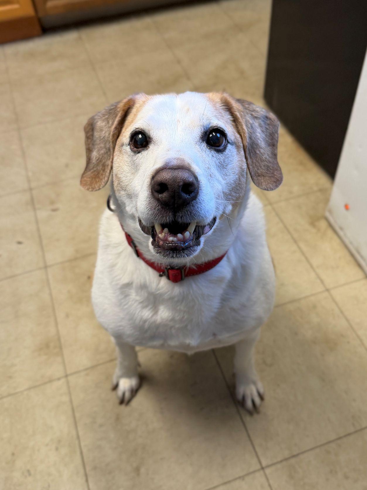 Enlarge Elmer, a ADOPTABLE mixed breed in East Hartford, CT image 3/5
