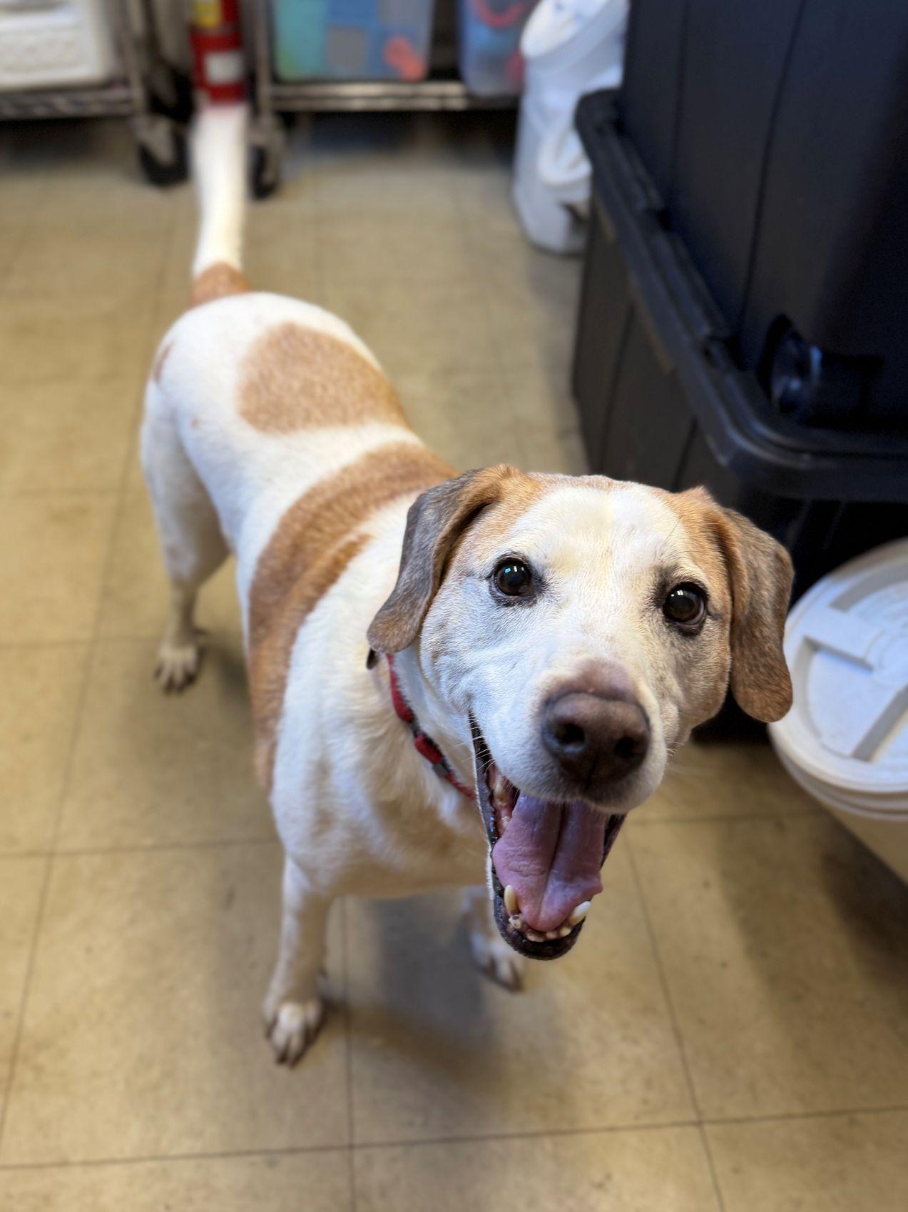 Elmer, ADOPTABLE, Senior Male Labrador Retriever & Hound.