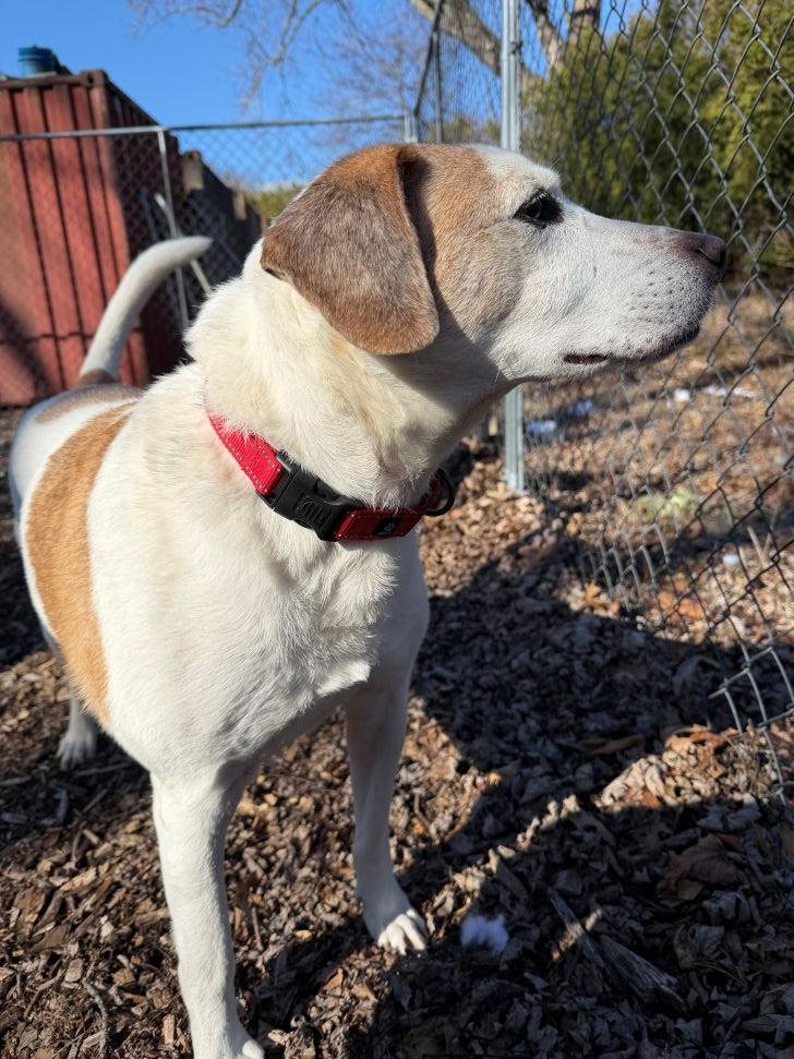 Enlarge Elmer, a ADOPTABLE mixed breed in East Hartford, CT image 5/5