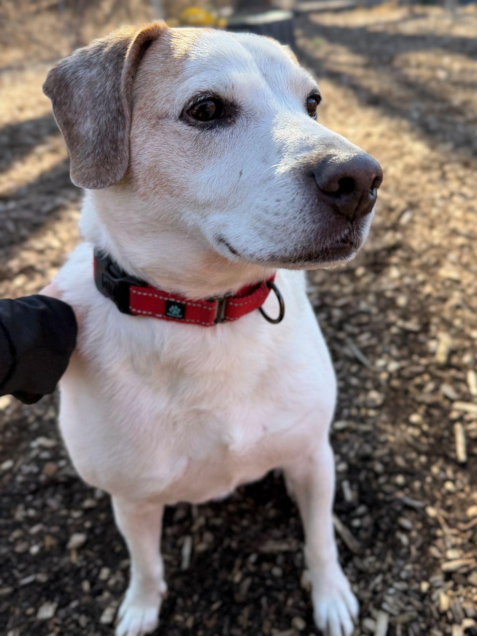 Enlarge Elmer, a ADOPTABLE mixed breed in East Hartford, CT image 2/5