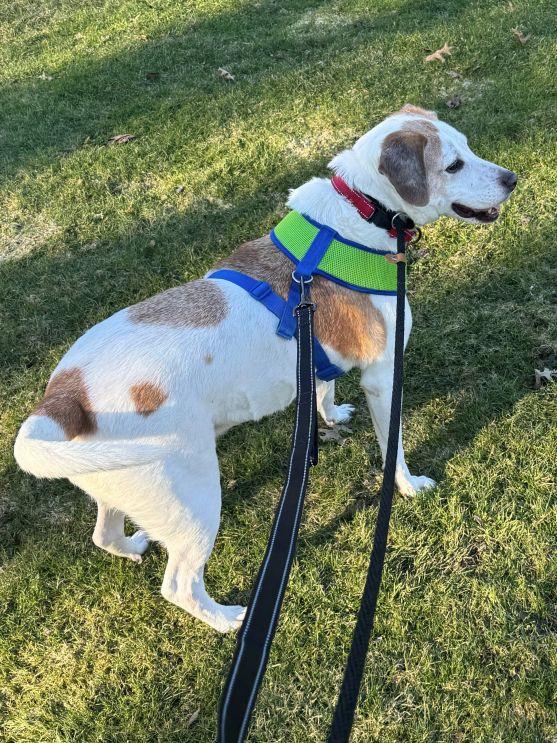 Enlarge Elmer, a ADOPTABLE mixed breed in East Hartford, CT image 4/5