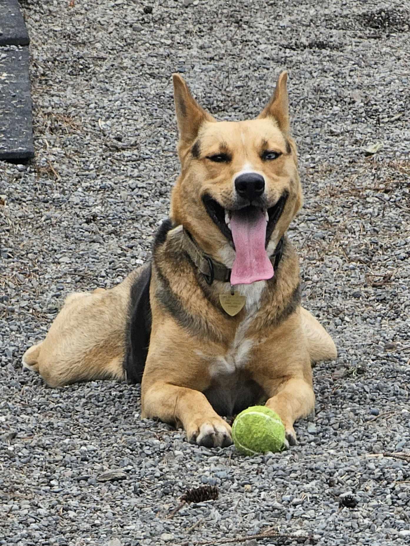 Tonks, a Adoptable mixed breed in Crescent city, CA image 6/6