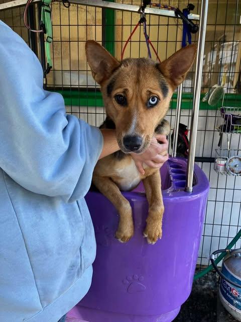 Tonks, a Adoptable mixed breed in Crescent city, CA image 2/6