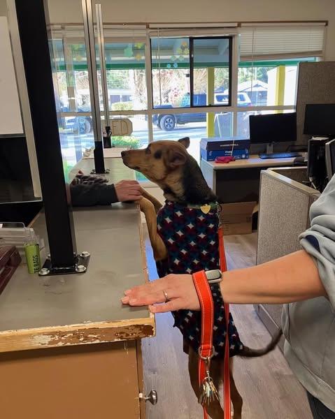 Tonks, a Adoptable mixed breed in Crescent city, CA image 3/6