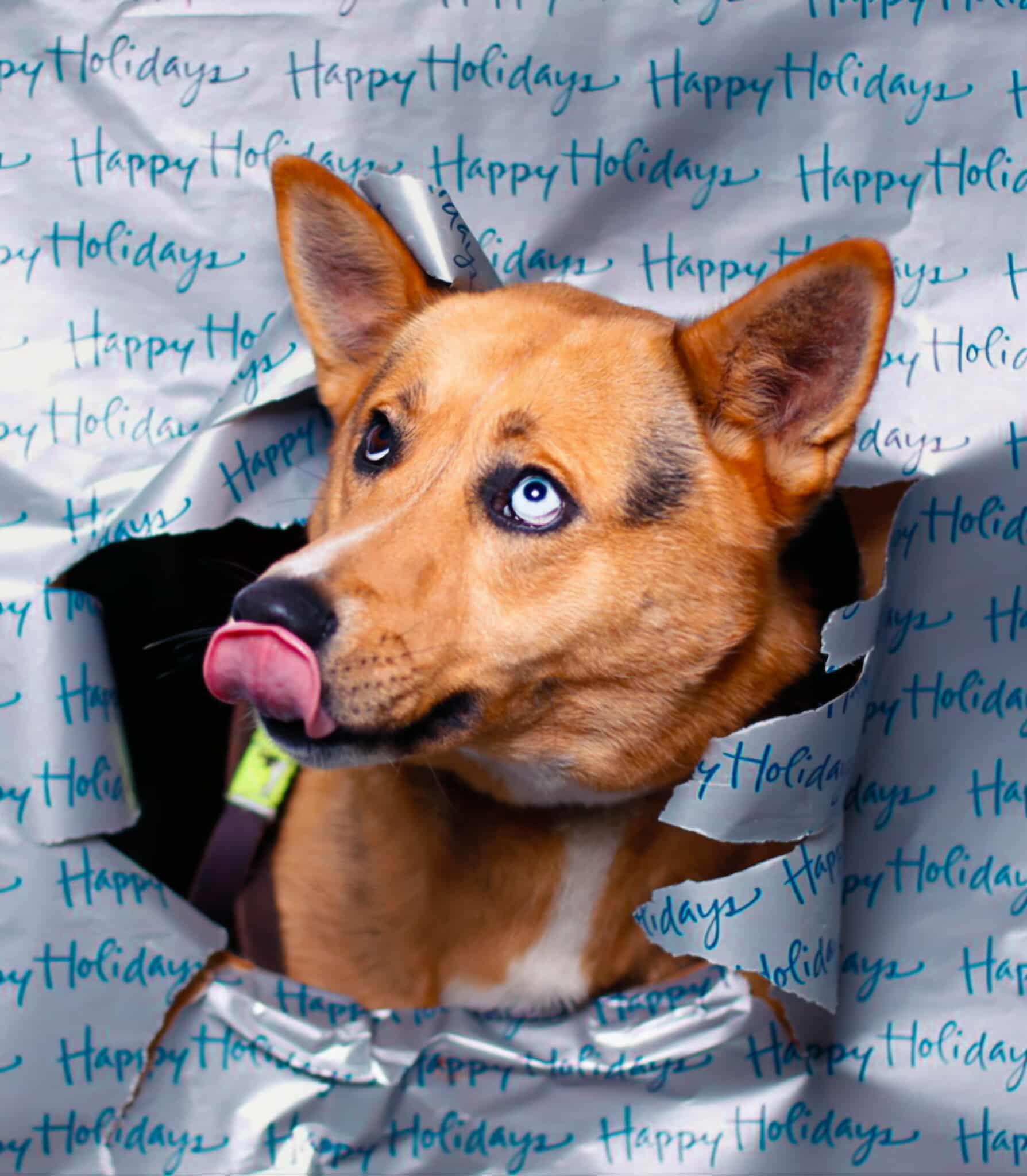 Enlarge Tonks, a Adoptable mixed breed in Crescent city, CA image 1/6