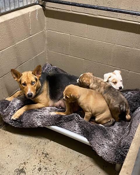 Tonks, a Adoptable mixed breed in Crescent city, CA image 4/6