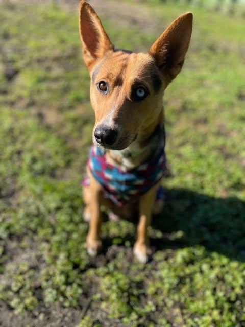 Tonks, a Adoptable mixed breed in Crescent city, CA image 5/6