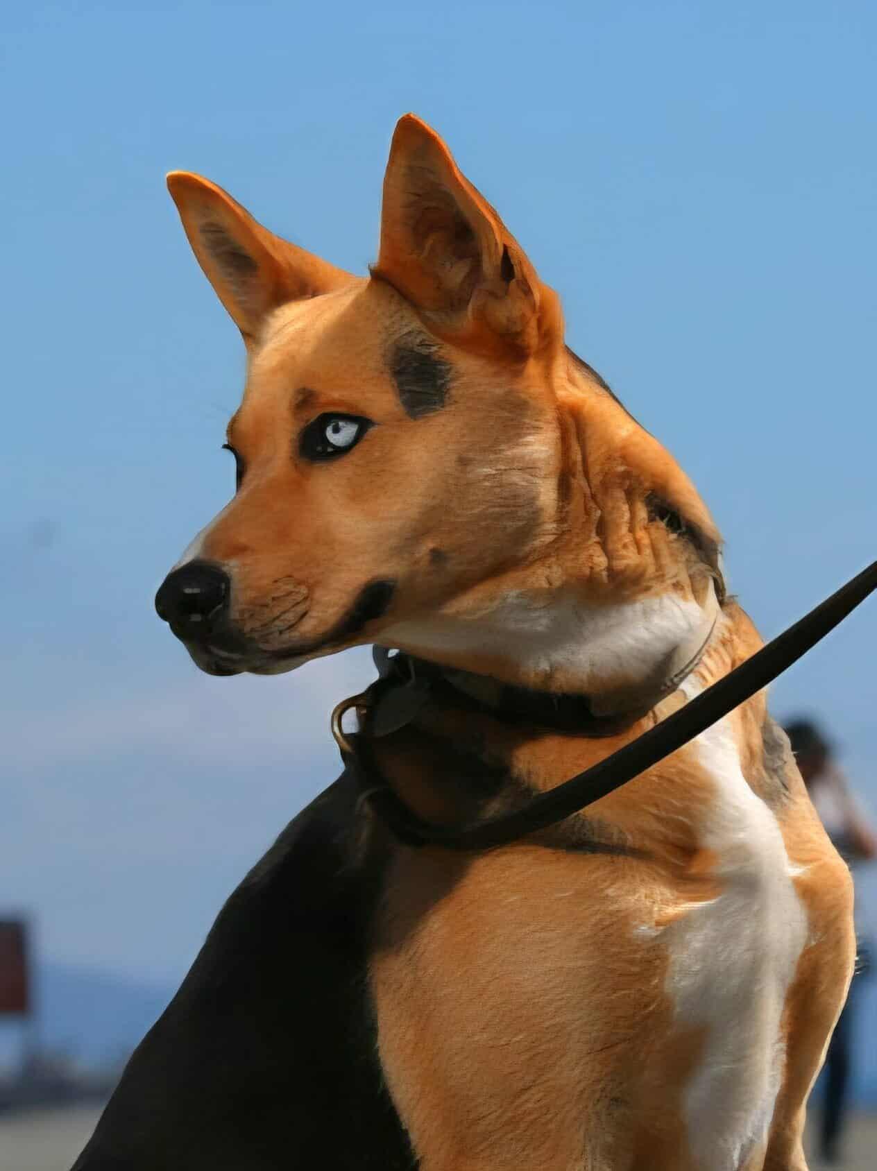 Tonks, Adoptable, Adult Female Shepherd.