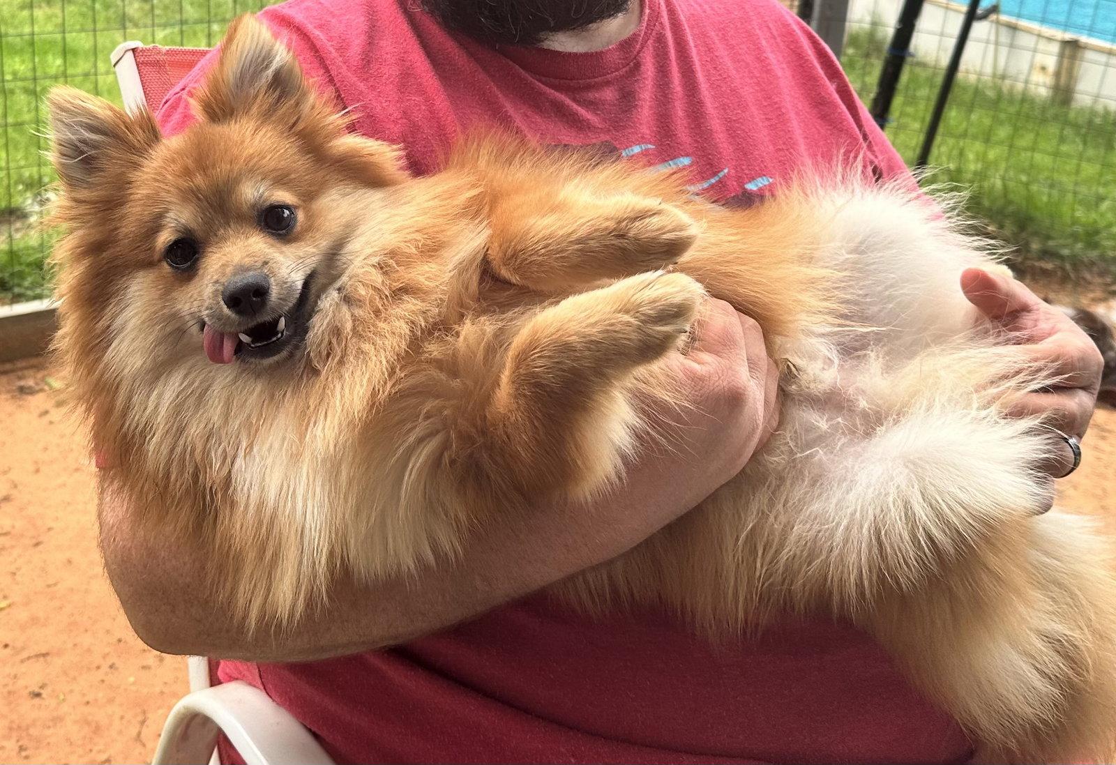 Teddy 2026, Adopted, Young Male Pomeranian.