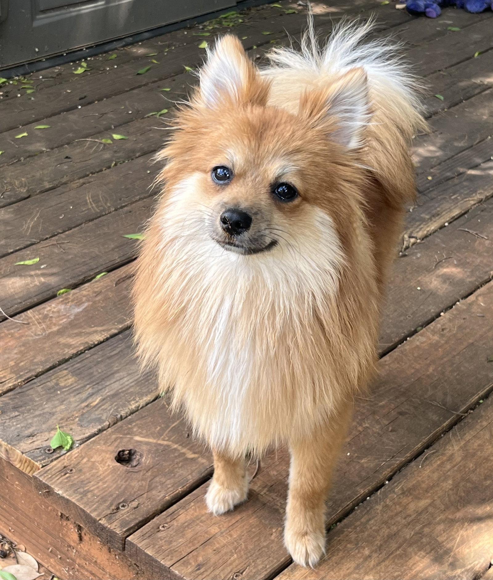 Enlarge Teddy 2026, a Adopted Pomeranian in Garland, TX image 2/3