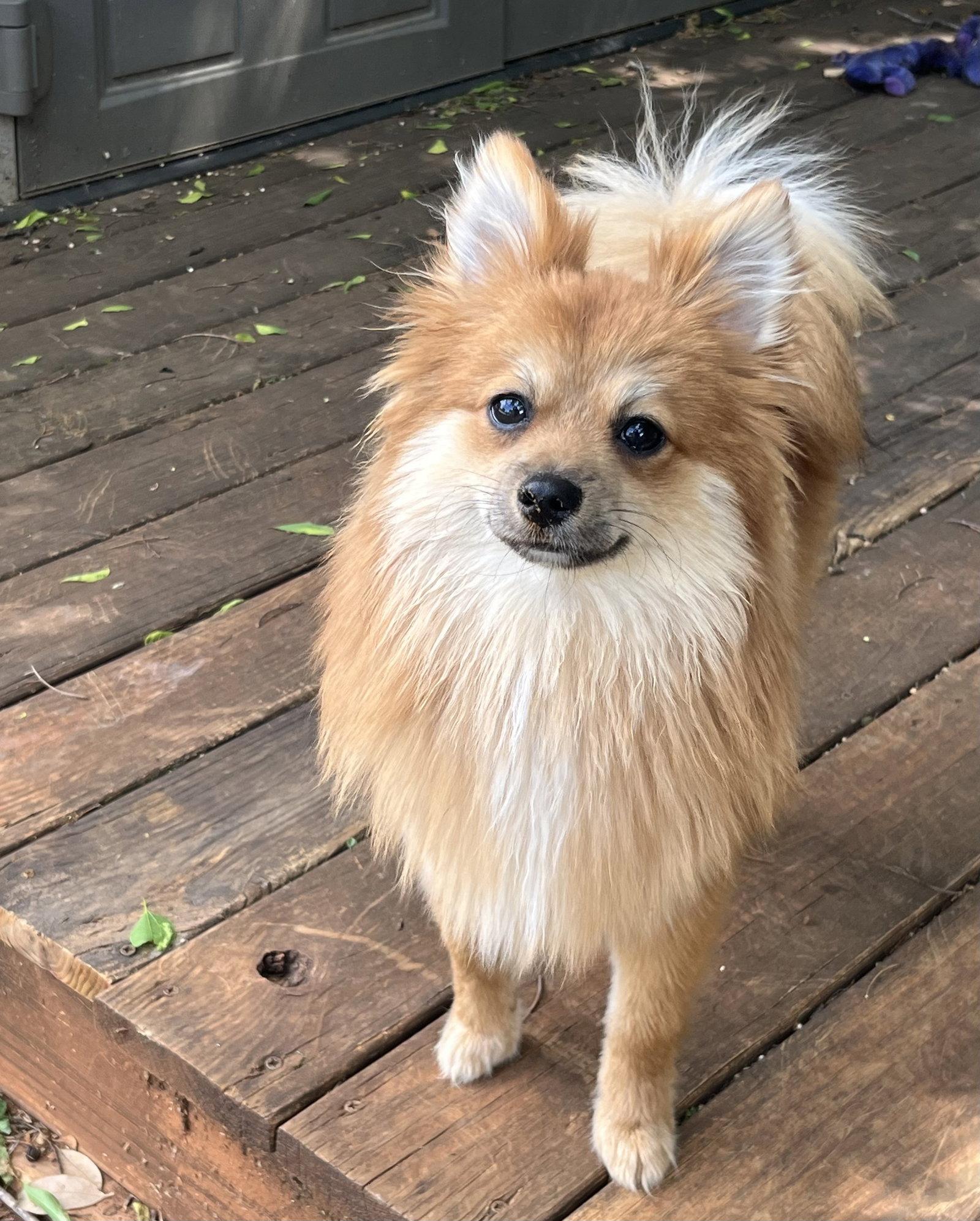 Enlarge Teddy 2026, a Adopted Pomeranian in Garland, TX image 3/3