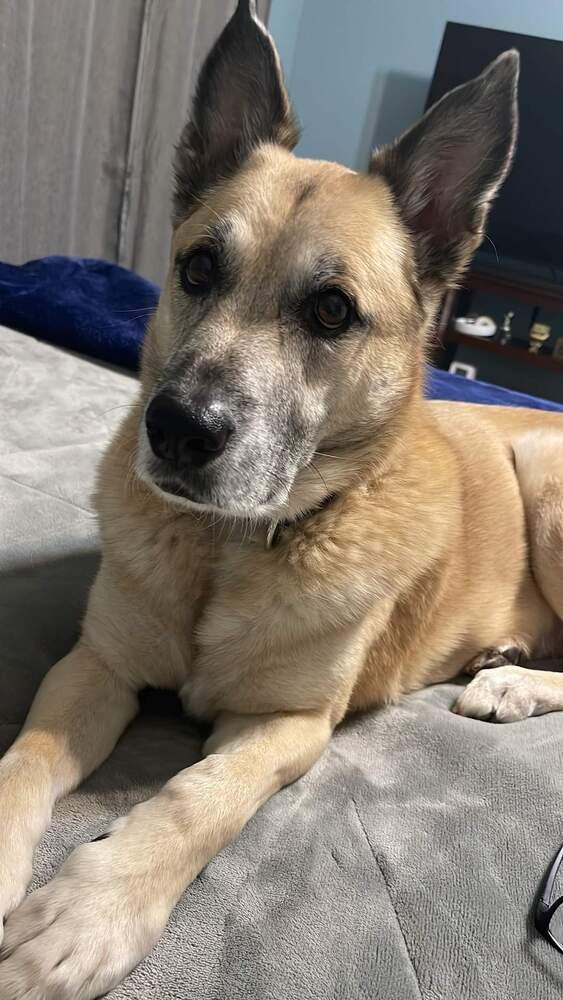 Enlarge Sarge  â Tennis Pro, a Adoptable mixed breed in Caldwell, NJ image 1/3