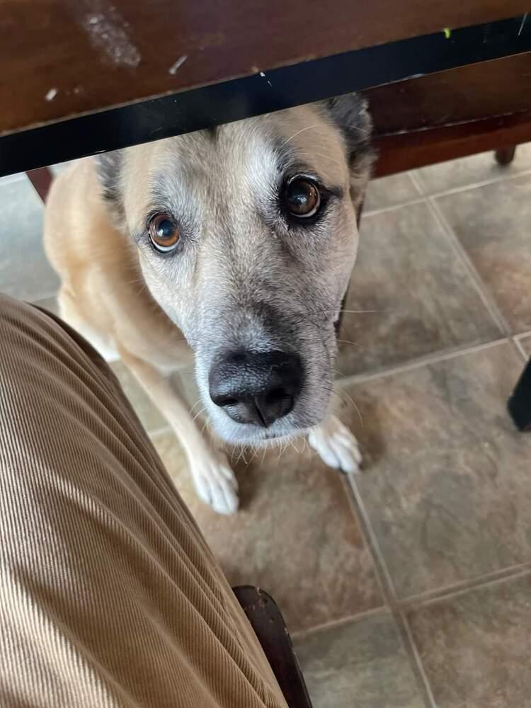 Sarge -Tennis Pro — thumbnail 3