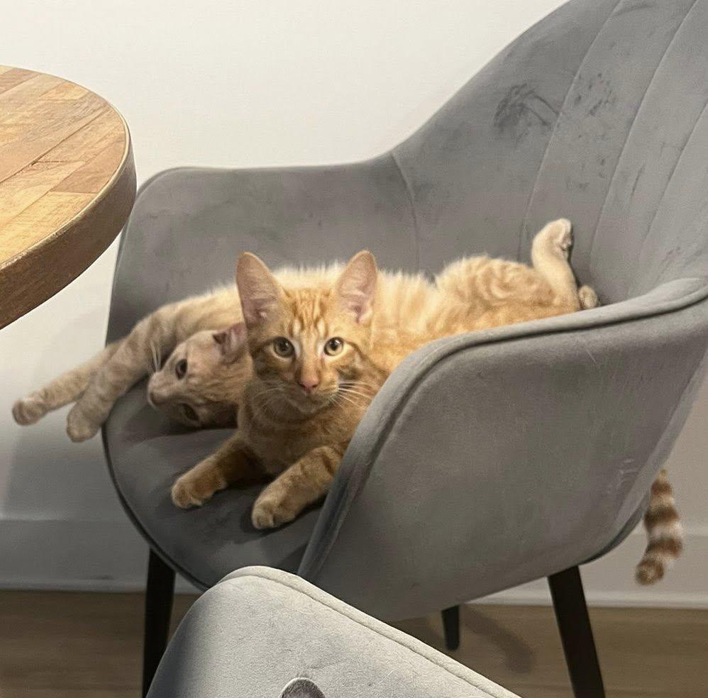 Reka & Kumara, a Adoptable Domestic Short Hair in Montreal, QC image 4/6