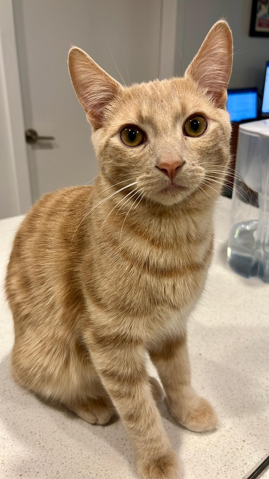 Reka & Kumara, a Adoptable Domestic Short Hair in Montreal, QC image 6/6