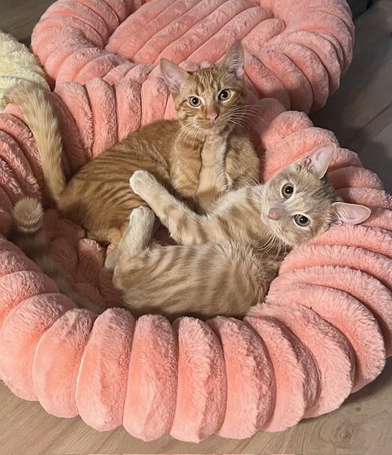 Reka & Kumara, Adoptable, Young Male Domestic Short Hair.