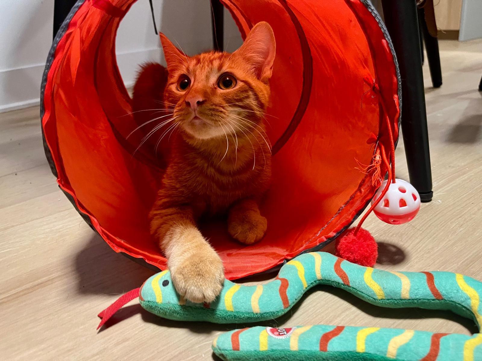 Reka & Kumara, a Adoptable Domestic Short Hair in Montreal, QC image 2/6