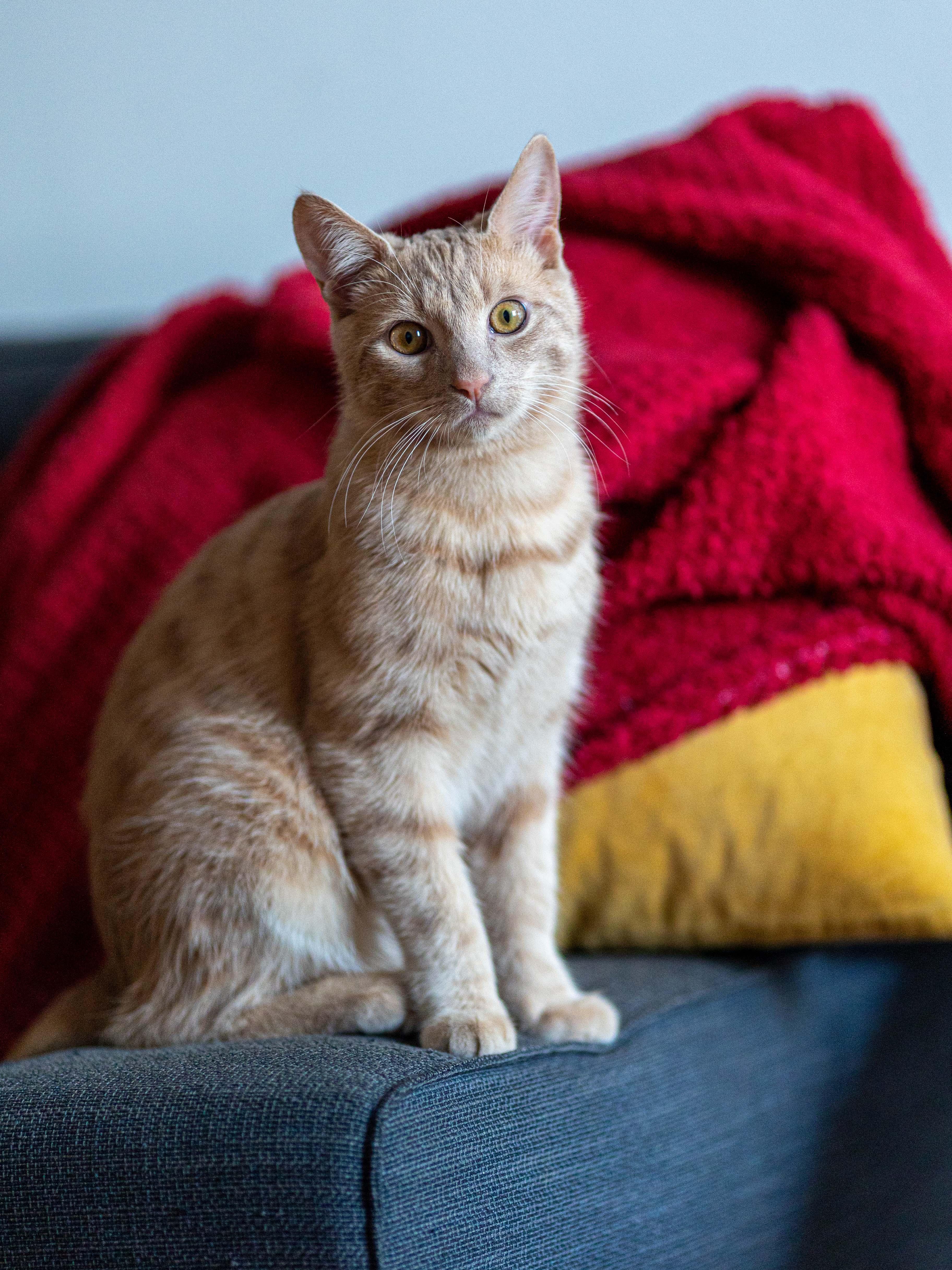 Enlarge Reka & Kumara, a Adoptable Domestic Short Hair in Montreal, QC image 4/6