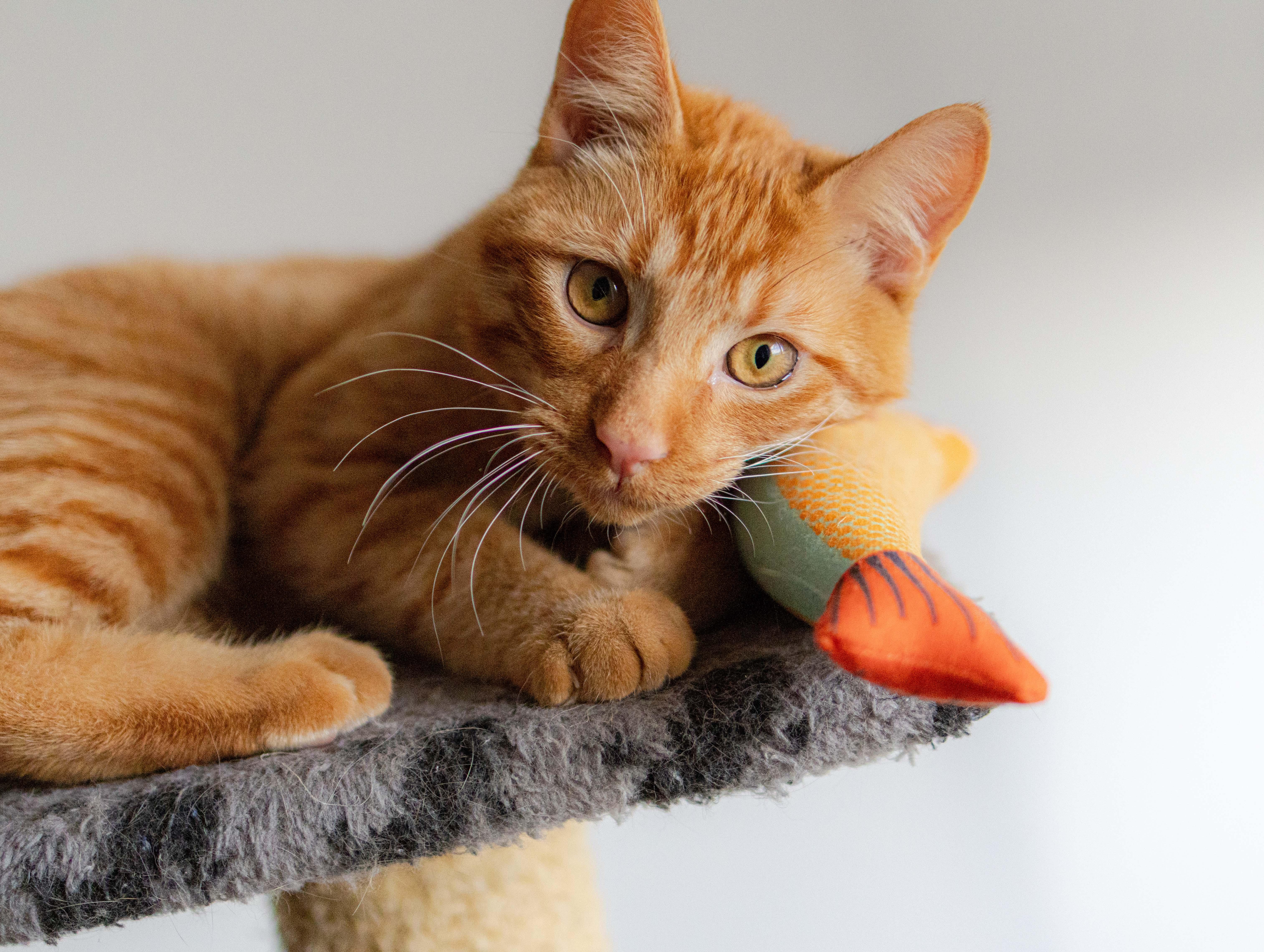 Enlarge Reka & Kumara, a Adoptable Domestic Short Hair in Montreal, QC image 5/6