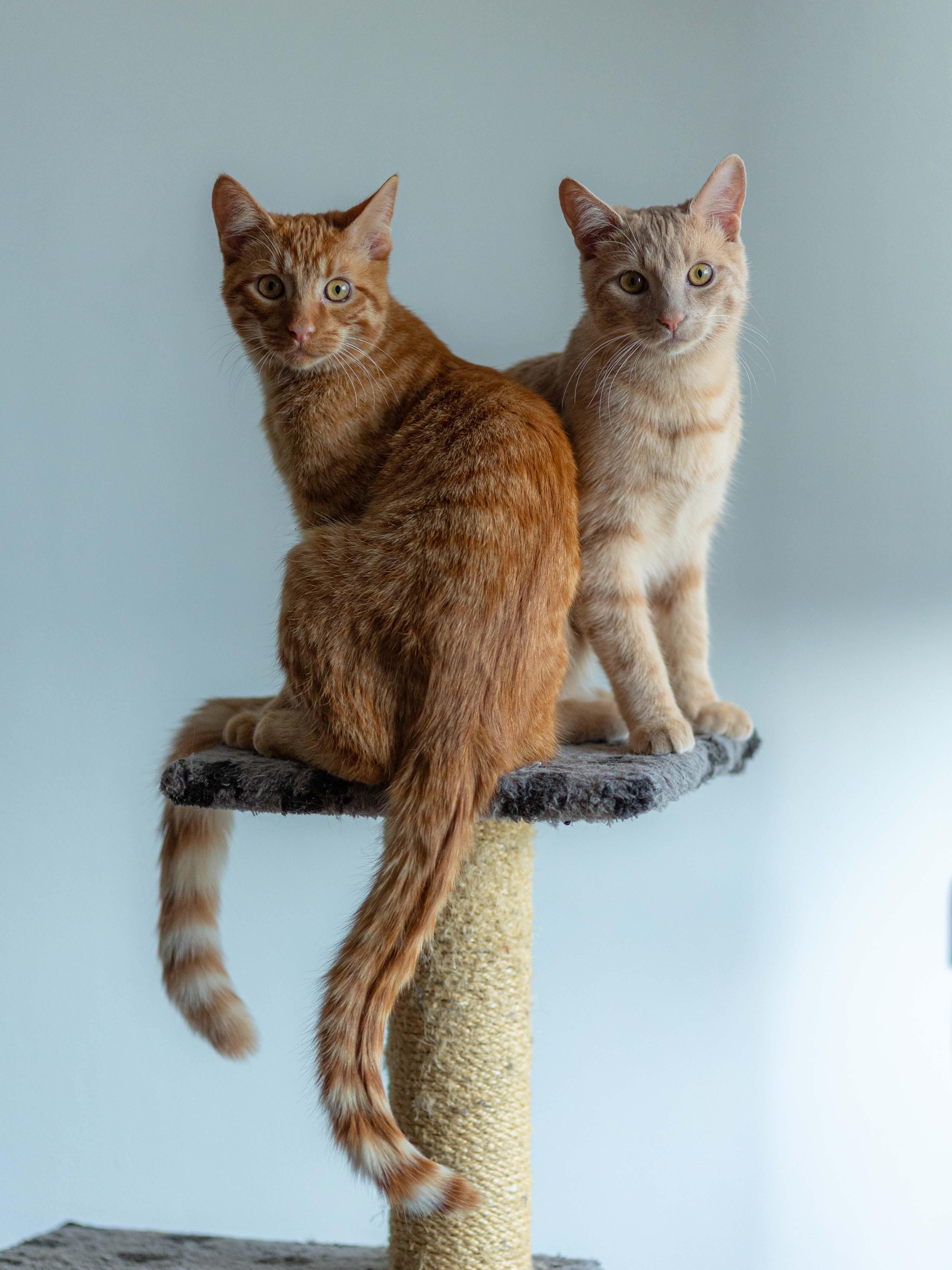 Reka & Kumara, Adoptable, Young Male Domestic Short Hair.