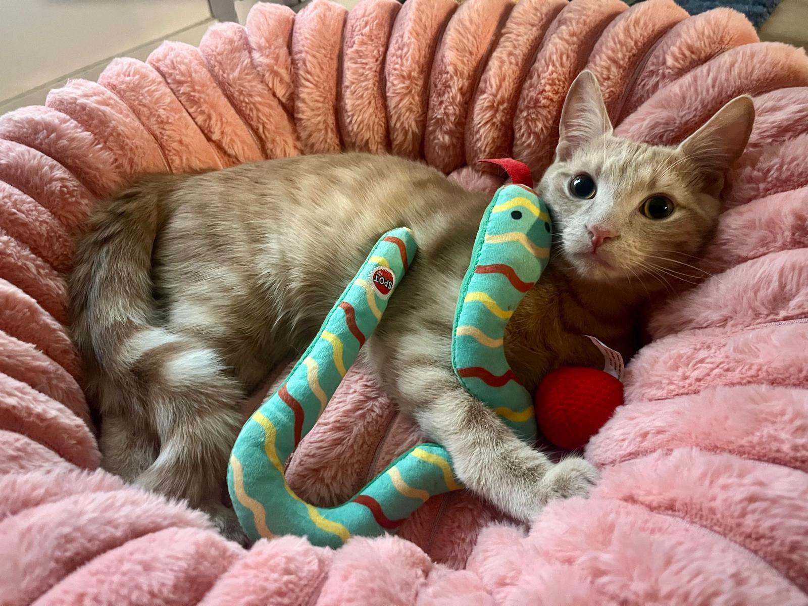 Reka & Kumara, a Adoptable Domestic Short Hair in Montreal, QC image 3/6