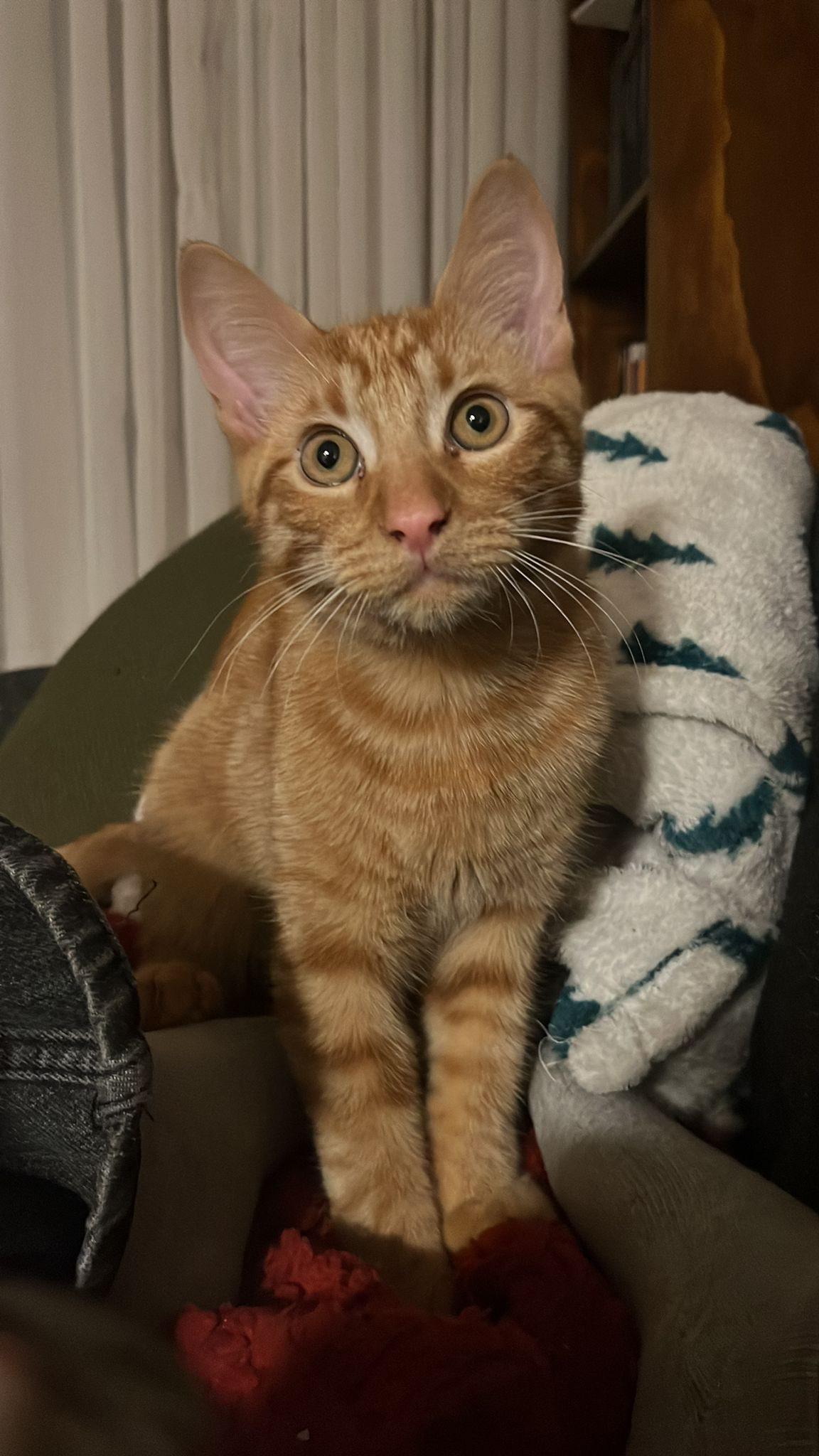 Reka & Kumara, a Adoptable Domestic Short Hair in Montreal, QC image 5/6