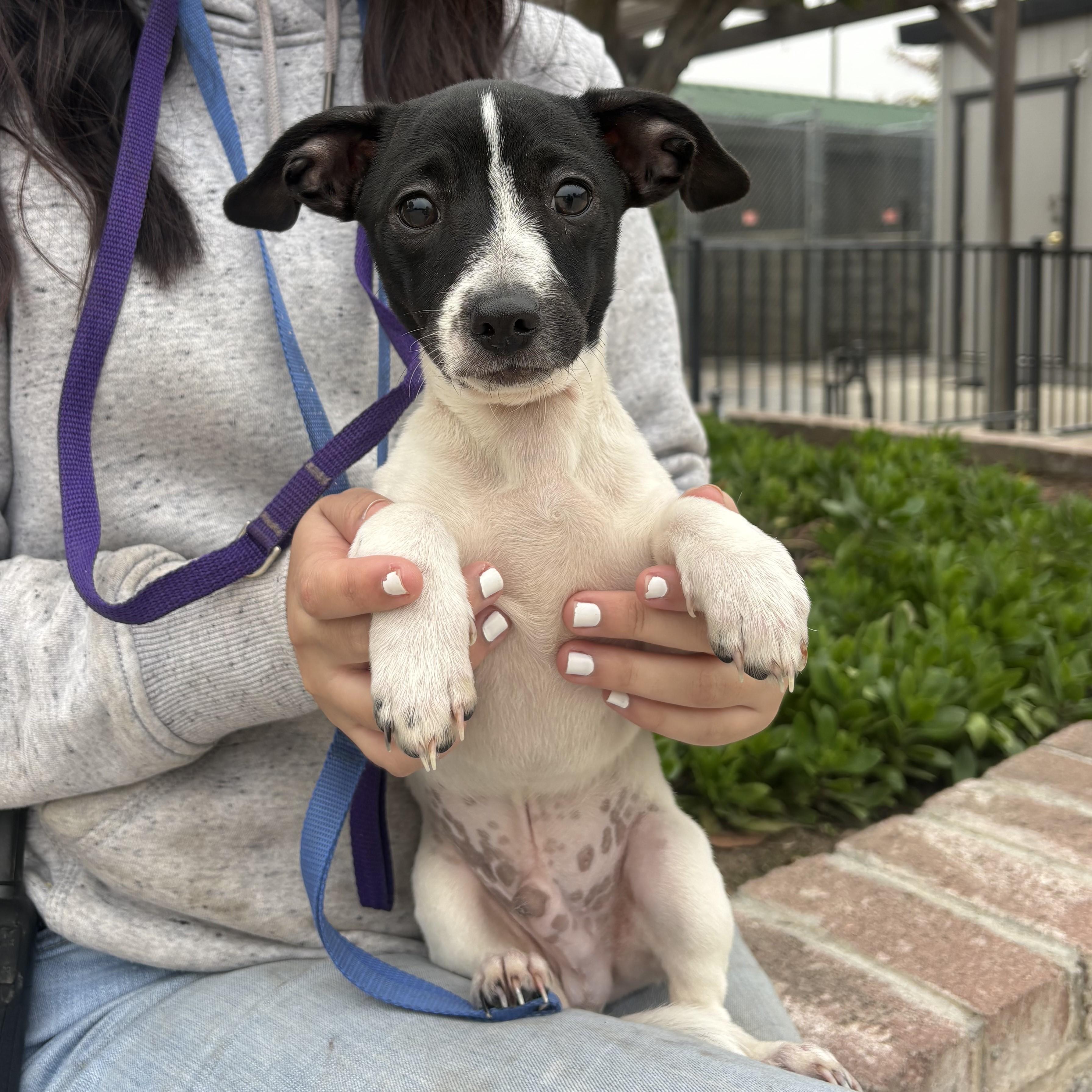 Enlarge Pip, a Adoptable mixed breed in Lathrop, CA image 1/1