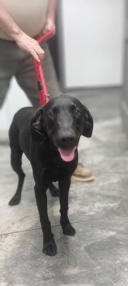 Willie, Adoptable, Adult Male Hound.