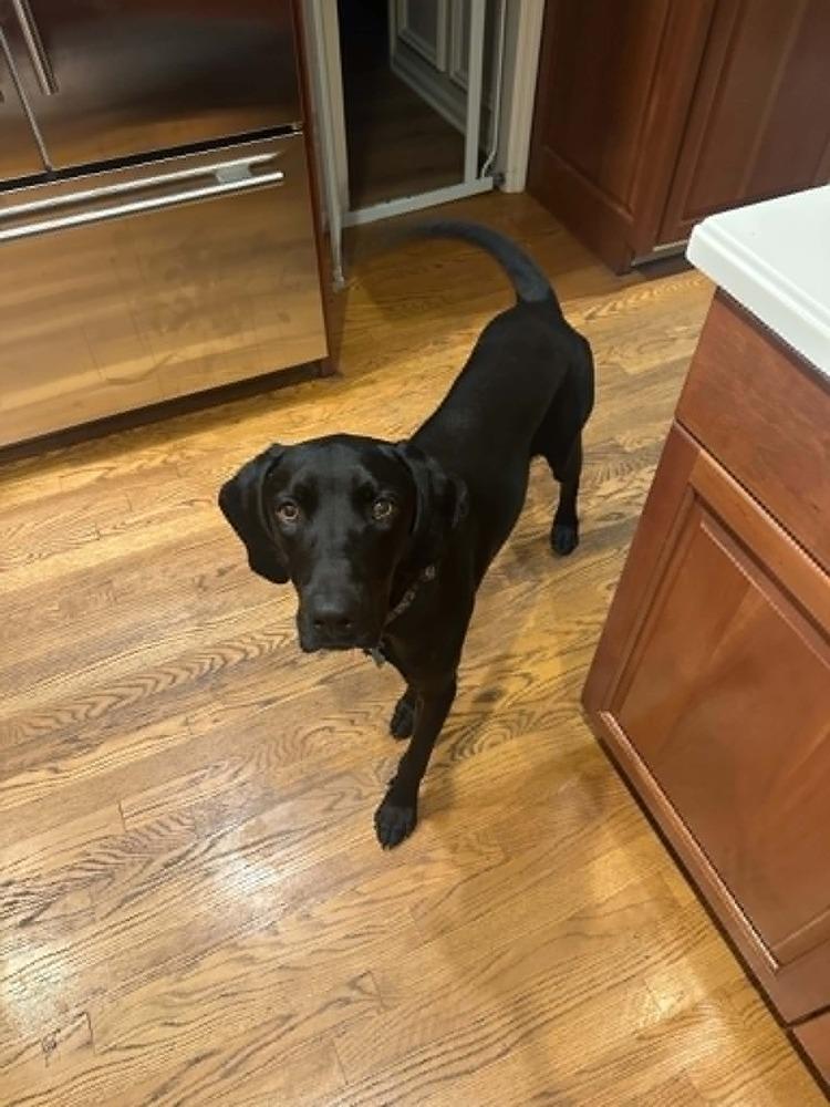 Enlarge Willie, a Adoptable Hound in Columbus, OH image 2/6