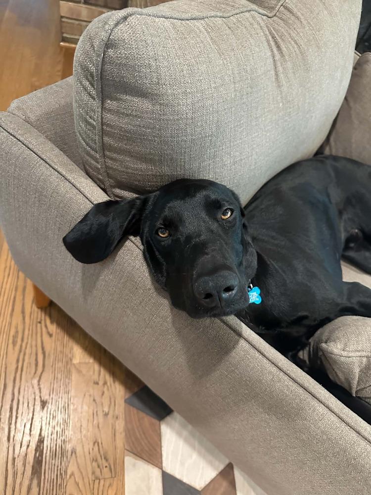 Enlarge Willie, a Adoptable Hound in Columbus, OH image 3/6