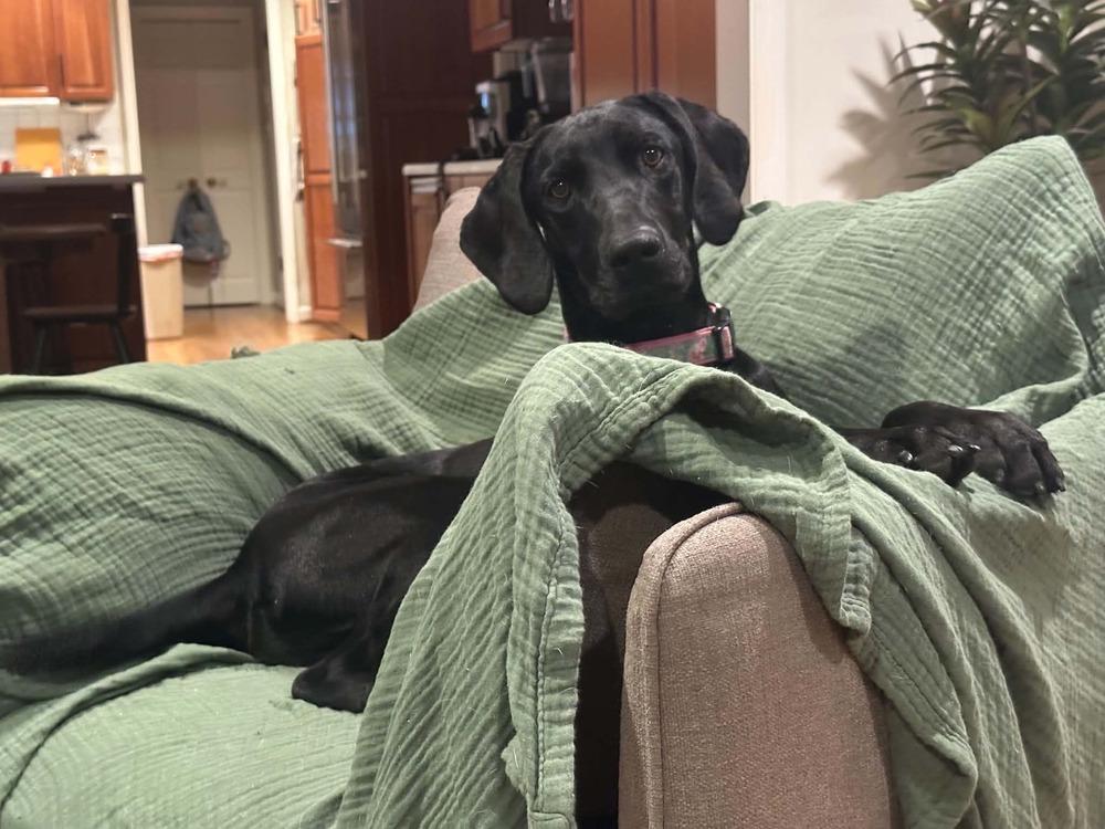 Enlarge Willie, a Adoptable Hound in Columbus, OH image 5/6