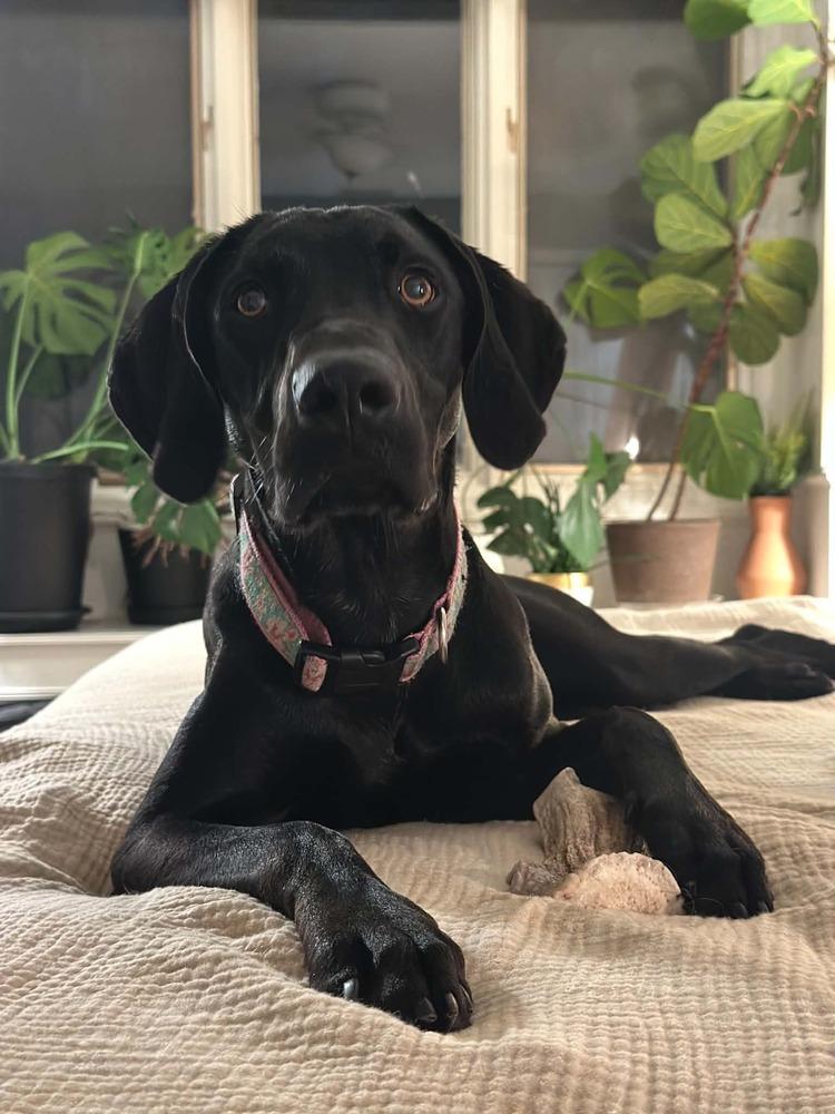 Enlarge Willie, a Adoptable Hound in Columbus, OH image 6/6