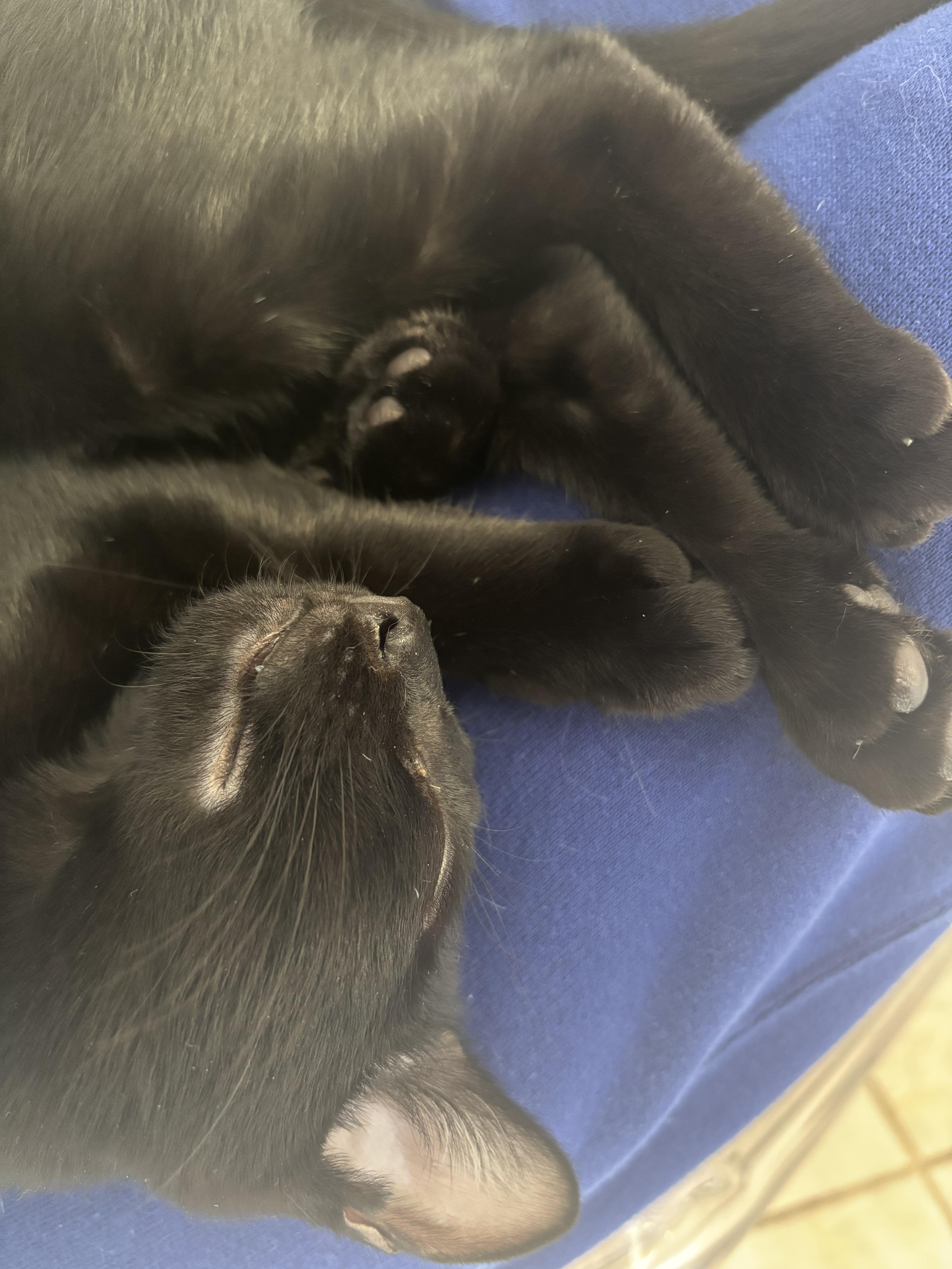 Enlarge Cappuccino, a Adoptable American Shorthair in Brooklyn, NY image 3/6