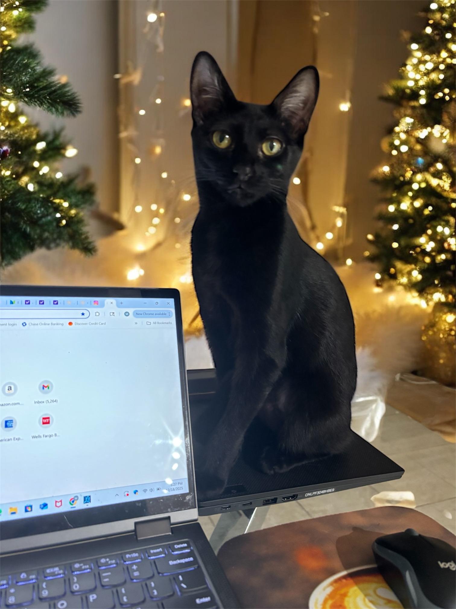 Enlarge Cappuccino, a Adoptable American Shorthair in Brooklyn, NY image 1/6