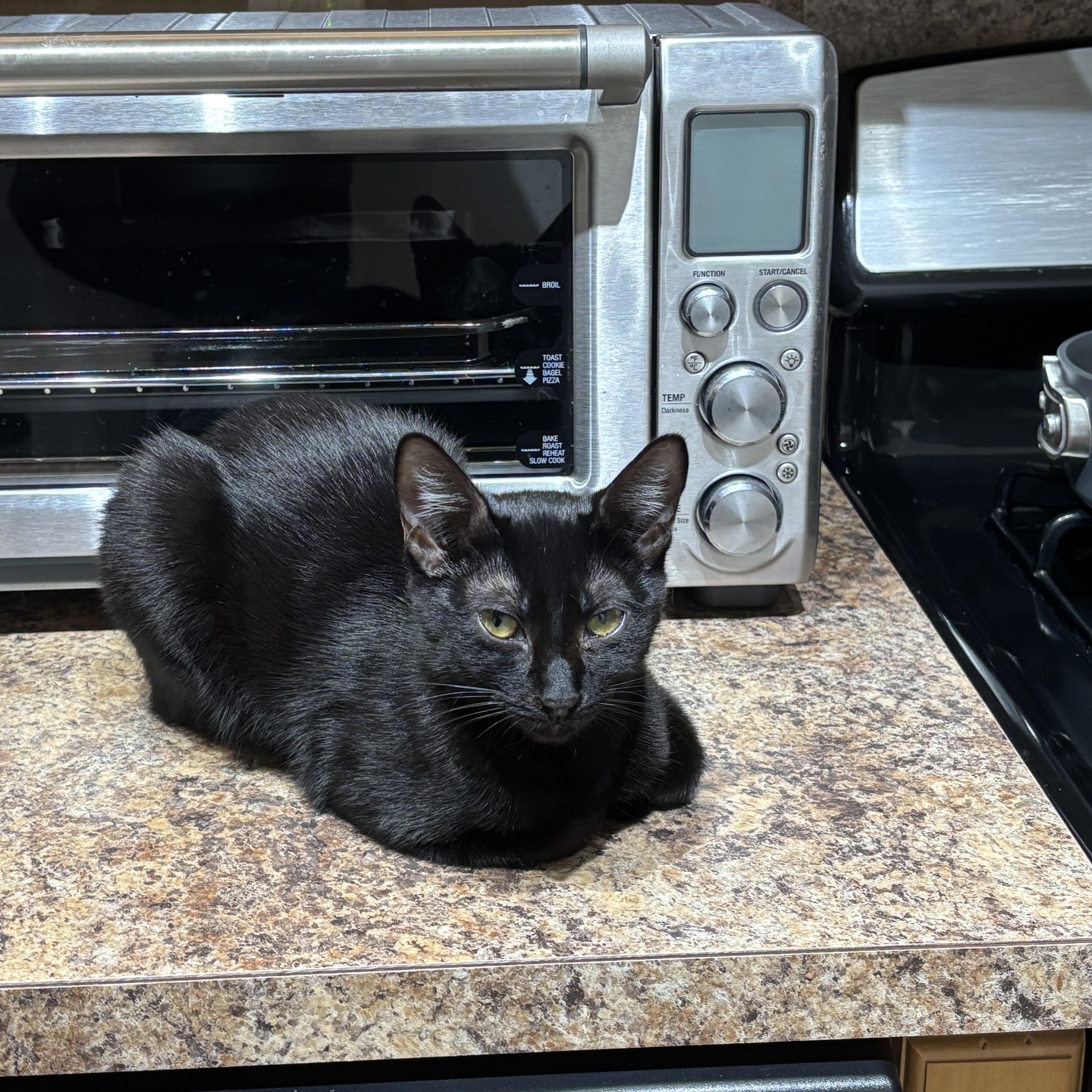 Enlarge Cappuccino, a Adoptable American Shorthair in Brooklyn, NY image 6/6