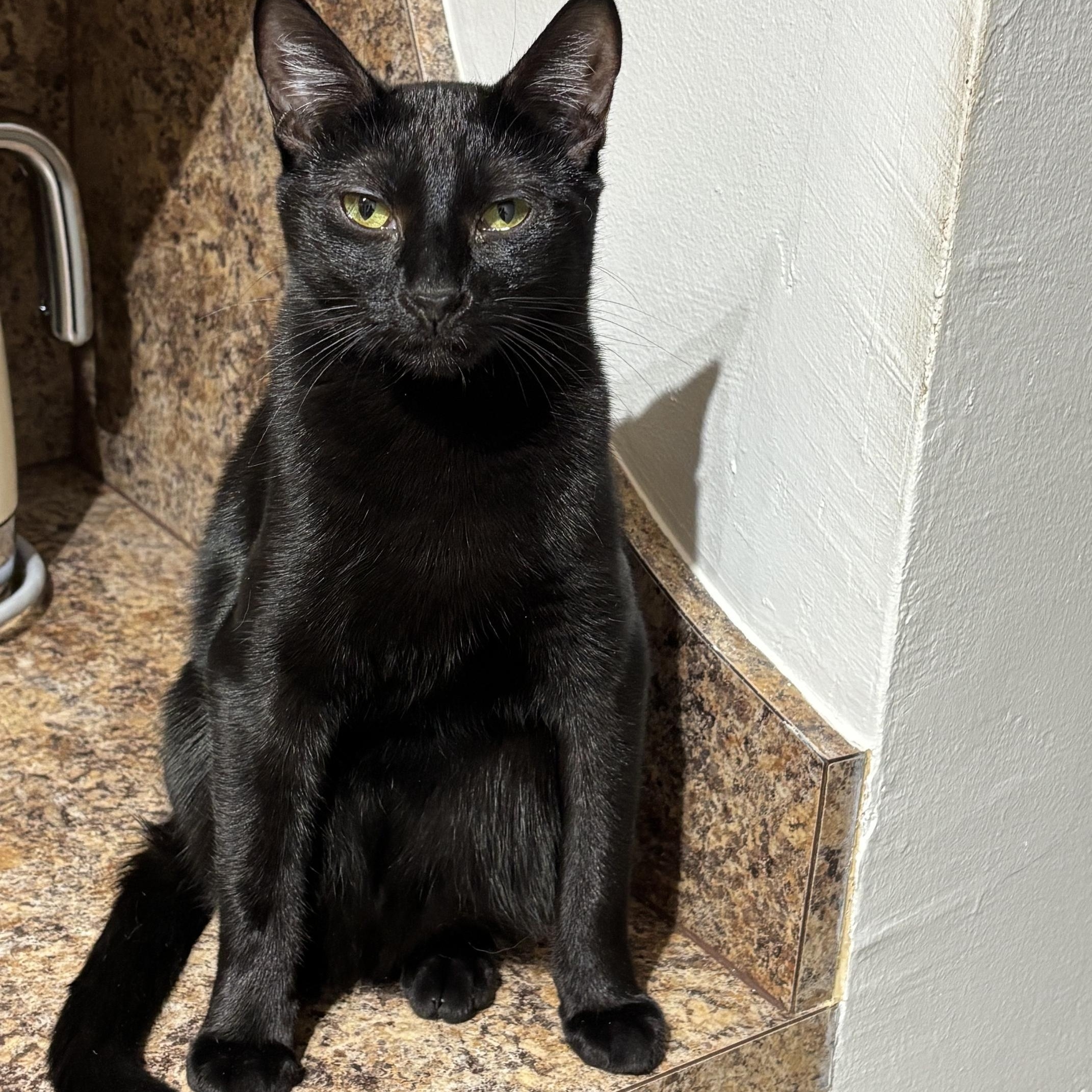 Cappuccino, Adoptable, Kitten Female American Shorthair.